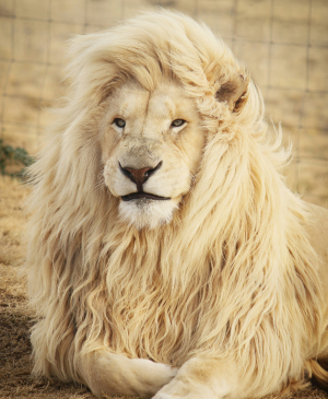 lion 1